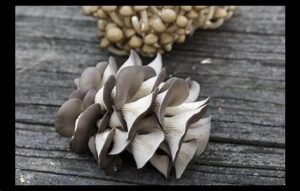 recipe for oyster mushroom
psilocybin mushroom spores